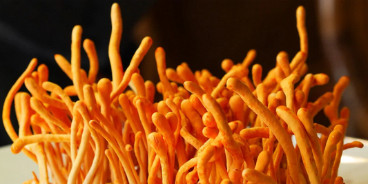 Cordyceps and Immune Health: How it Can Help Strengthen Your Immune System