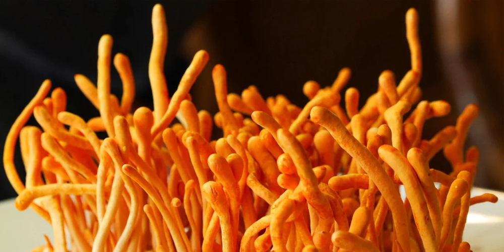 Cordyceps and Respiratory Health: How it Can Help with Asthma and Other Lung Conditions